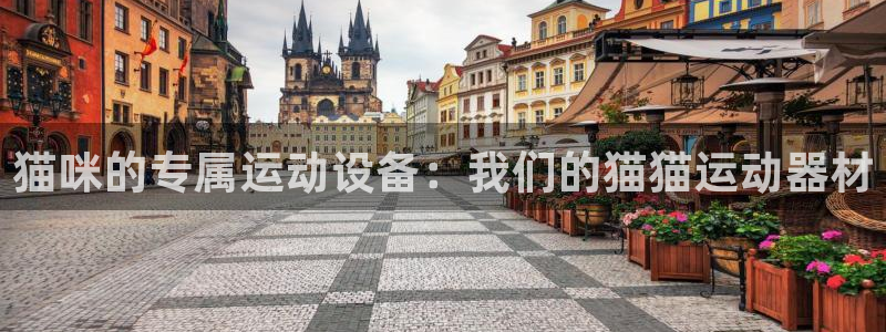 征途国际注册：猫咪的专属运动设备：我们的猫猫运动器材
